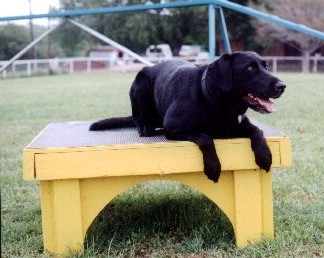 Maggie on table